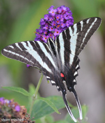 6th Jul 2013 - Zebra Swallowtail