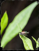 7th Jul 2013 - Japanese Beetle