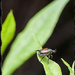 Japanese Beetle by gardencat