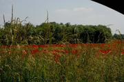 6th Jul 2013 - Car Window