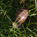 Snail by darkhorse