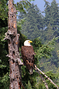 7th Jul 2013 - American Bald Eagle