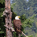 American Bald Eagle by whiteswan
