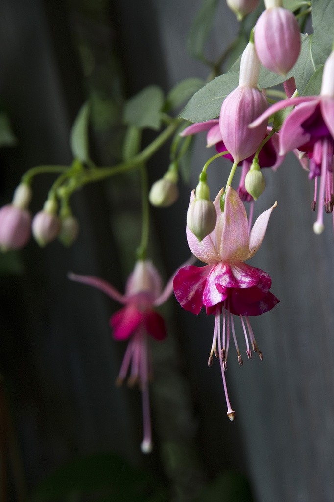 Fun with Fuchsias by pdulis