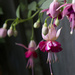 Fun with Fuchsias by pdulis