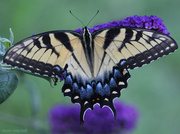 7th Jul 2013 - “Papilio glaucus”
