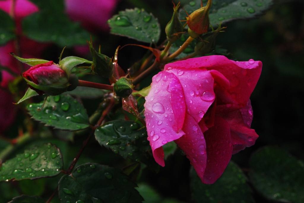 Rose after the Rain by farmreporter