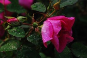 7th Jul 2013 - Rose after the Rain