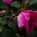 Rose after the Rain by farmreporter