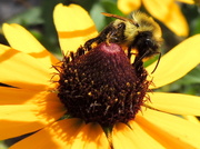 6th Jul 2013 - Busy Bee