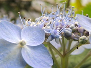 7th Jul 2013 - My pretty blue hydrangea