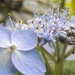 My pretty blue hydrangea by dianezelia