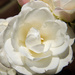 White rose by nicoleterheide