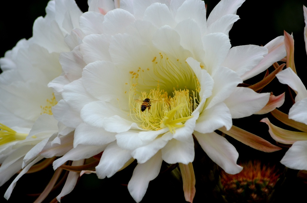 Cactus Bloom with Bee by mariaostrowski
