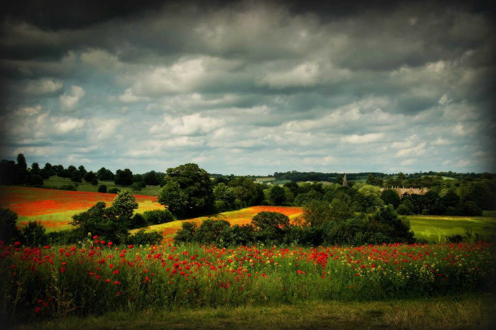 Broughton poppy fields by jantan