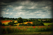 8th Jul 2013 - Broughton poppy fields