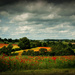 Broughton poppy fields by jantan