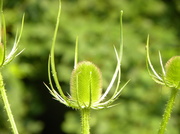 5th Jul 2013 - Teasel