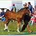 Shire Foal(aged 6 weeks) by carolmw
