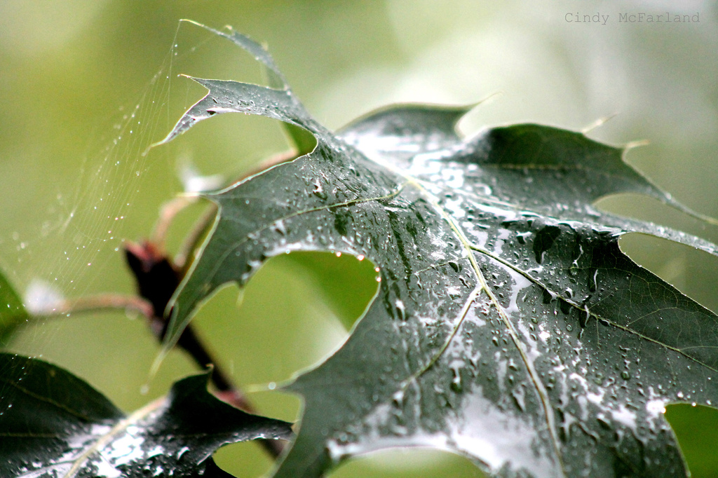 Dampened Shades of Green  by cindymc