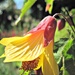 abutilon flower by quietpurplehaze