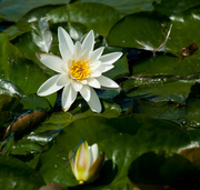 8th Jul 2013 - 8th July 2013 Water Lilly