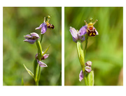 8th Jul 2013 - 8th July 2013 Bee Orchid