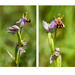 8th July 2013 Bee Orchid by pamknowler