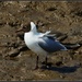 Black headed gull  by rosiekind