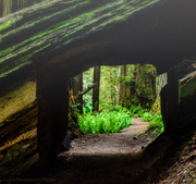 8th Jul 2013 - Tunnel Into Another World