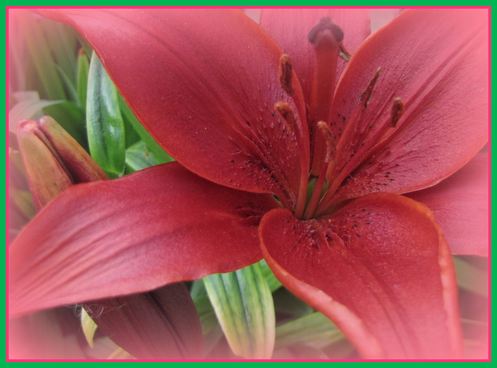 Red lily by busylady