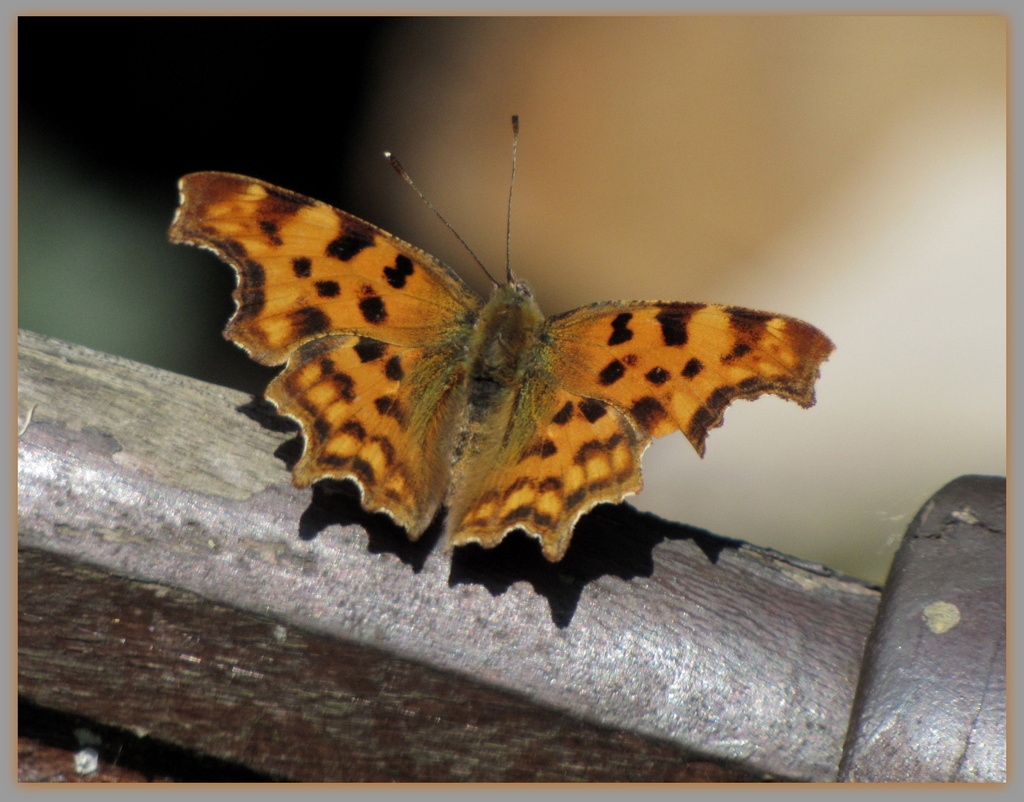 Comma on the deckchair by busylady
