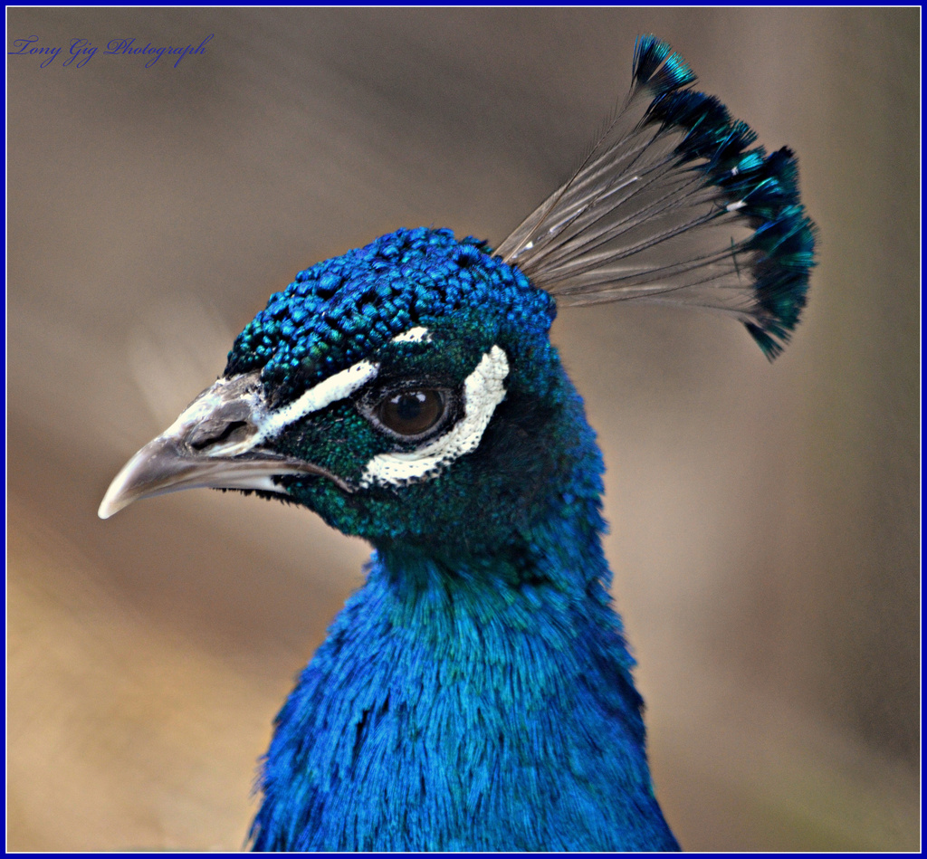 Peacock by tonygig