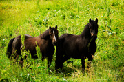 8th Jul 2013 - Two horses