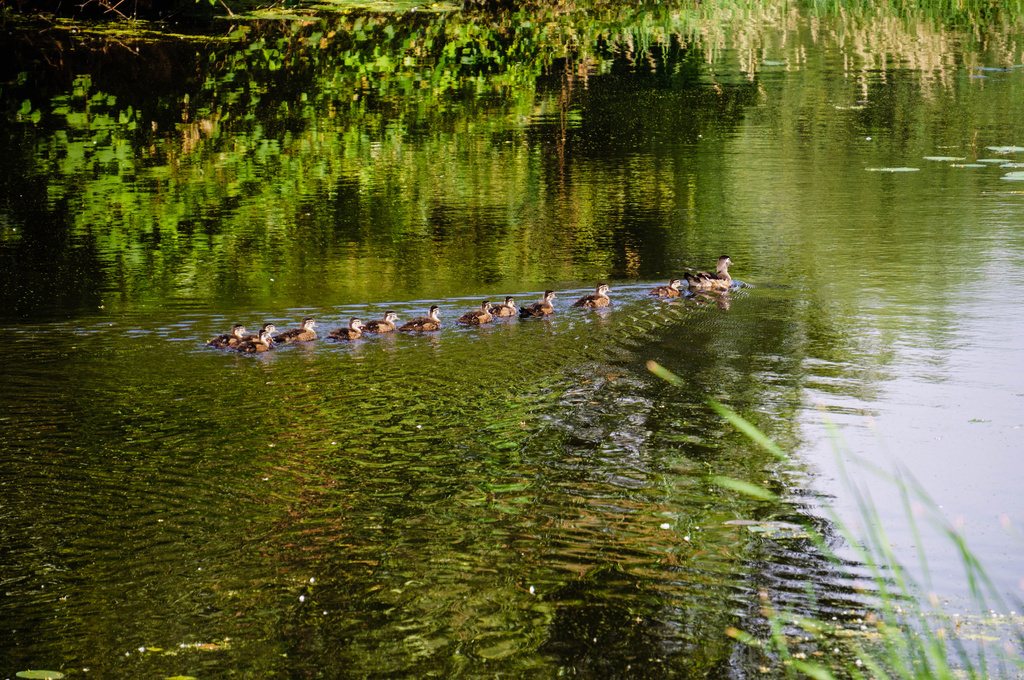 Ducks in a Row by tosee