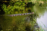 8th Jul 2013 - Ducks in a Row