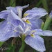 Japanese Iris by mjmaven