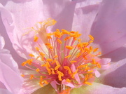 8th Jul 2013 - Pinky pink with orange stamen