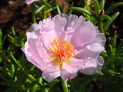 5th Jul 2013 - Portulaca in its glory