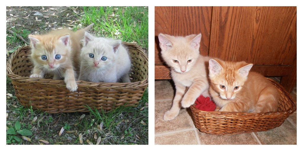 Same Basket...Kitties Grew Bigger by julie