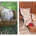 Same Basket...Kitties Grew Bigger by julie