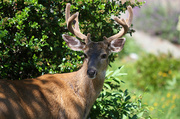 8th Jul 2013 - Oh, deer!!