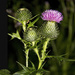 Bull Thistle by pdulis