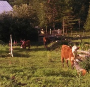 8th Jul 2013 - Cows  365-189