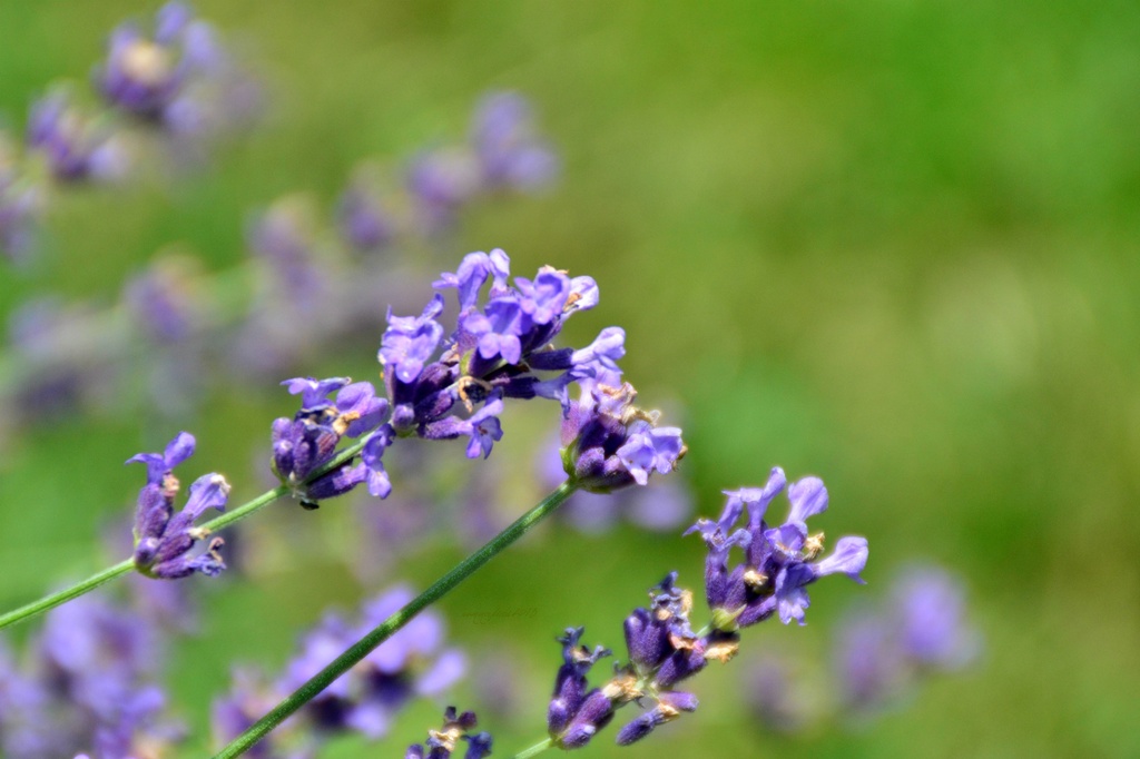 lavender (methinks!) by summerfield