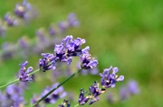 8th Jul 2013 - lavender (methinks!)