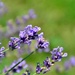 lavender (methinks!) by summerfield