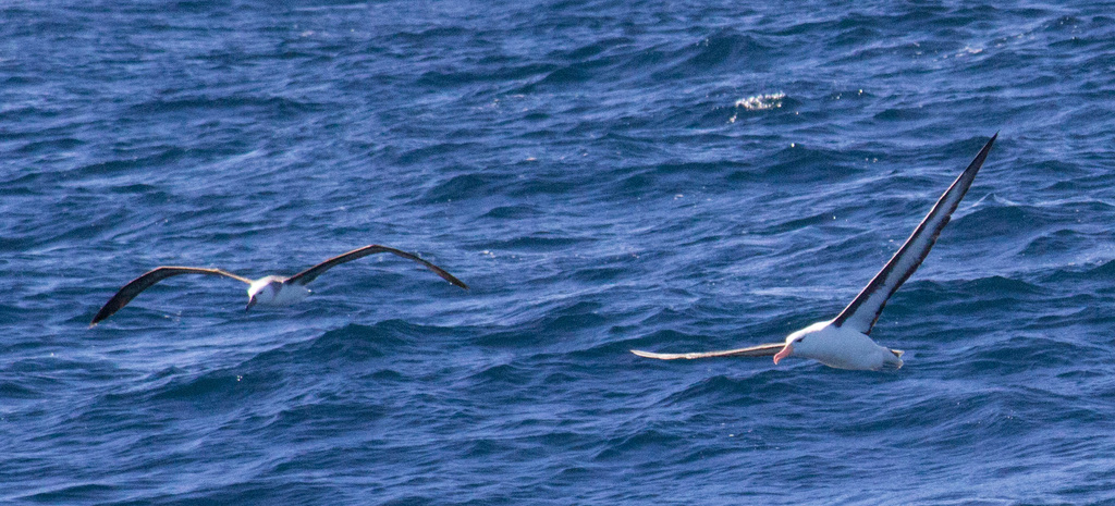 Black-browed Albatross by goosemanning