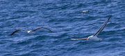 9th Jul 2013 - Black-browed Albatross