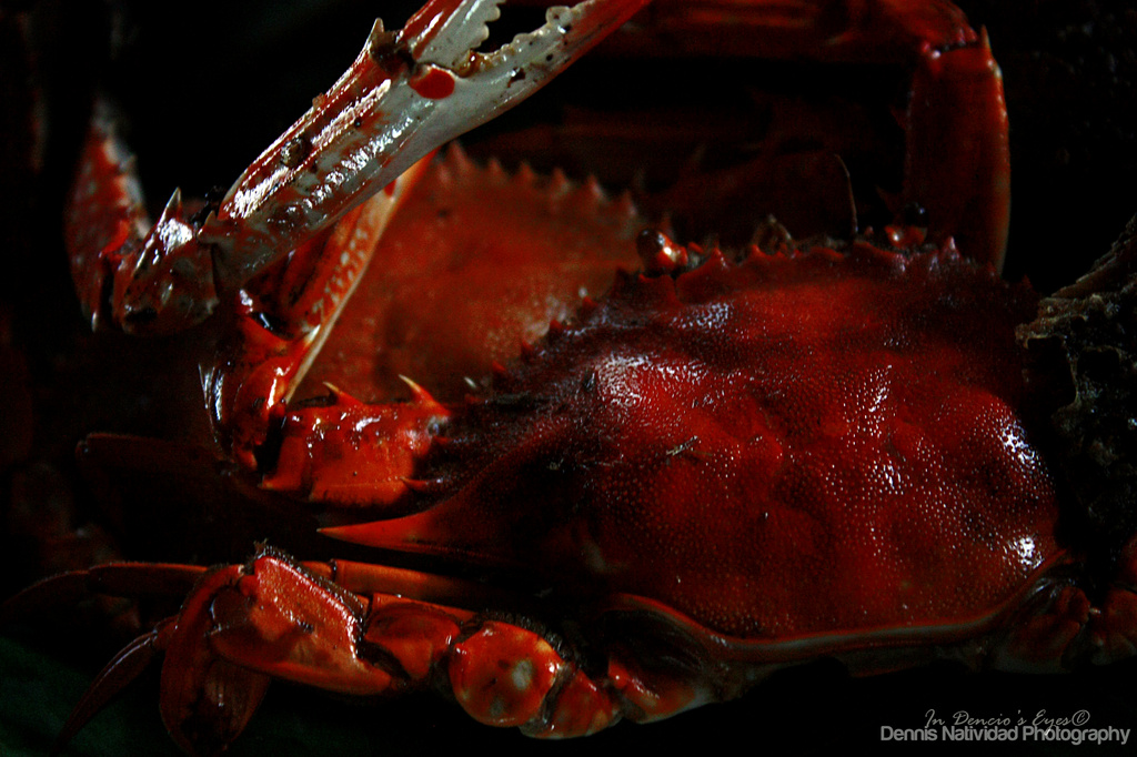 Crabs by iamdencio